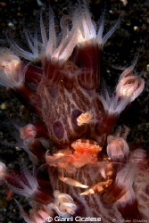 Porcelain crab (Porcellanella triloba) by Gianni Cicalese 